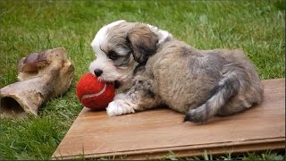 Havanese  funny little dogs  playing puppies  lustige spielende Havaneser [upl. by Liuqa]