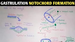 Gastrulation  Notochord And Mesoderm Formation  UrduHindi [upl. by Gnoh]