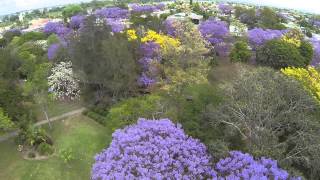 Jacaranda at Grafton NSW ジャカランダ [upl. by Nekcarb]