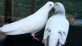 Pigeons kissing and mating [upl. by Sidoma]