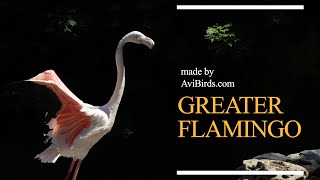 Greater Flamingo Phoenicopterus Roseus [upl. by Oina]