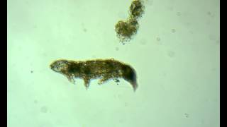 Water Bear Tardigrada [upl. by Auqeenahs]