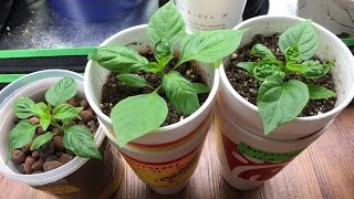 Simple NonCirculating Hydroponic System Made from Soup Containers [upl. by Kittie]