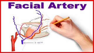 Facial Artery Course and Branches [upl. by Sarine]