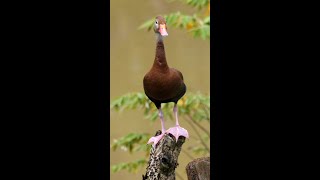 Blackbellied WhistlingDuck shorts [upl. by Eniamret]