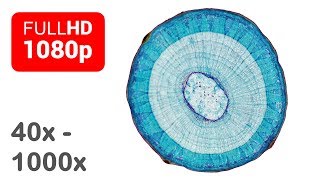 Under the microscope  Wood  Cross section  Full HD  1 [upl. by Yendor554]