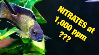 NITRATE at 1000 PPM [upl. by Missie]