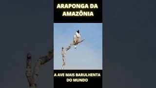 A AVE MAIS BARULHENTA DO MUNDO ARAPONGA DA AMAZÔNIA SHORTS [upl. by Foushee]