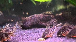 Corydoras Sterbai Artbecken [upl. by Mariette]