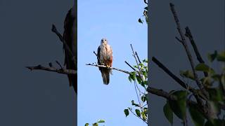 Brahminy Kite  Wildlife in western ghats of India  shortvideo viral ytshort trendingreels yt [upl. by Adohr]