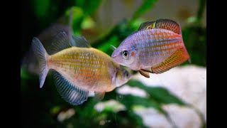 Juvenile Glossolepis wanamensis vs Melanotaenia splendida splendida Sparring rainbowfish [upl. by Desai]