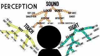 Sensation amp Perception Information Processing in the Brain [upl. by Lorin]