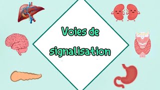 Voies de signalisation et mécanismes moléculaires شرح مفصل بالعربية cour 2 ème année médecine [upl. by Aznarepse825]