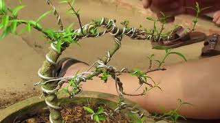 How to make Sageretia Theezans Sweet Plum Bonsai Cascade Style [upl. by Coral782]