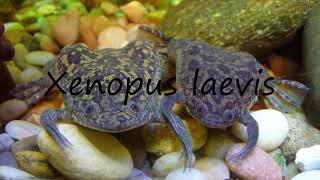 How to Pronounce Xenopus laevis [upl. by Bohrer]