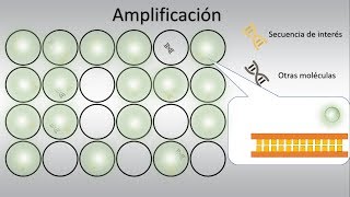 PCR digital dPCR Conceptos Básicos [upl. by Anauqcaj]