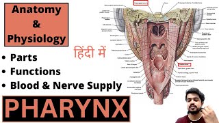 Pharynx Anatomy and Physiology  Nasopharynx  Oropharynx  Laryngopharynx  Hindi [upl. by Natica]