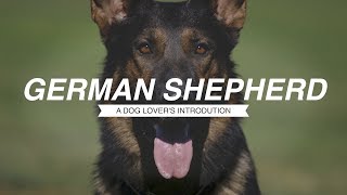 GERMAN SHEPHERD A DOG LOVERS INTRODUCTION [upl. by Verlee287]