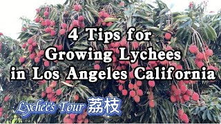 4 Tips for Growing Lychees in Los Angeles California America Lychee garden Litchi Lychee tour [upl. by Nottap570]