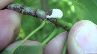 Cottony Scale Insect Coccidae Pulvinaria on Basswood [upl. by Clary]