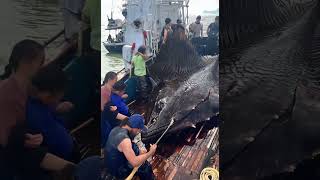 Giant Sea Monsters Caught by Fishermen 🐙🎣GiantSeaCreatures FishingDiscoveries OceanMysteries [upl. by Abigael666]