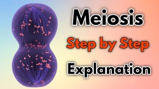 Meiosis  Step by Step Explanation [upl. by Clapper808]