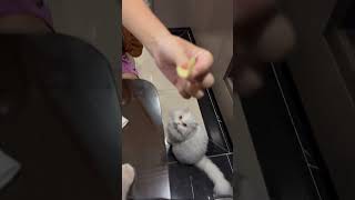 ❤️ 🐱 Mimi wakes up to eat chips 🐭 🐱 ❤️ 😂 cat cats furries love pets [upl. by Ferriter]