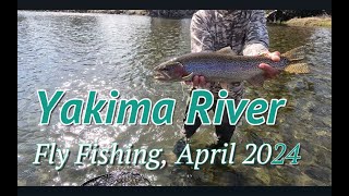 Fly Fishing the Yakima River April 2024 Epic Trout Battles and Stunning Scenery [upl. by Gaile195]