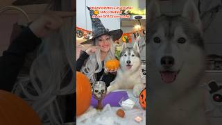 TRASFORMO la ZUCCA di HALLOWEEN in DOLCI per CANI🎃🐶😋 cane cani ricetta dogfood dog [upl. by Nevetse]