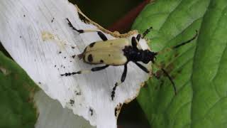 ヤマシャクヤクを食べるフタスジカタビロハナカミキリ Brachyta bifasciata eating Paeonia japonica [upl. by Ramsdell226]