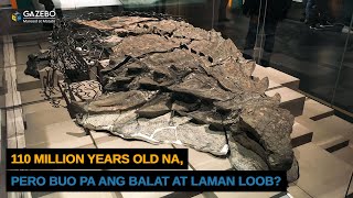 Dinosaur na Buo pa ang Balat at Laman Loob Ipinakita sa Isang Museum [upl. by Vonny]