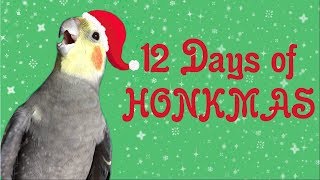 12 Days of HONKMAS [upl. by Aierb]