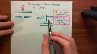 Homologous Recombination for Double Strand Breaks Part 1 [upl. by Icam849]