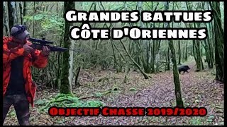 CHASSE AU SANGLIER  Grandes battues Côte dOriennes [upl. by Trygve]