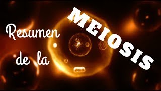 RESUMEN DE LA MEIOSIS [upl. by Eibob]