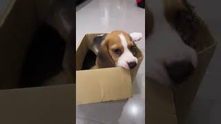 Beagle inside a box shorts beagle cute dog puppy pets [upl. by Retsof]