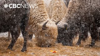 Treaty celebrated Bringing buffalo back to Indigenous lands [upl. by Schreib]