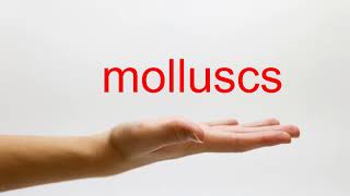 How to Pronounce molluscs  American English [upl. by Brandt10]