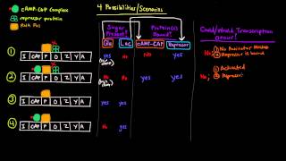 Prokaryotic Transcription Part 3 of 5  CAP Site and Catabolite Repression of lac Operon [upl. by Schenck973]