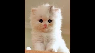 Cats and Kittens compilation Cute Is Not Enough [upl. by Darrelle]