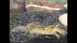 cambarellus diminutus zwergkrebs dwarf crayfish [upl. by Burn]