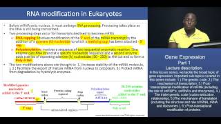 MCAT® The Expression of Genes  Part 3  RNA processing [upl. by Malley631]