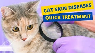 Cat Skin Diseases And Treatment  Natural Home Remedies😿 [upl. by Luna112]