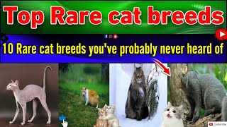 Rare Cat Breeds with Extraordinary Characteristics  Rare cat breeds youve probably never heard of [upl. by Hi53]