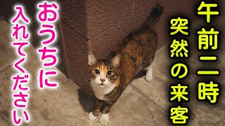 【保護】マンションの玄関で待っていた猫ちゃん。そのままにできなくて緊急保護 [upl. by Anaid]