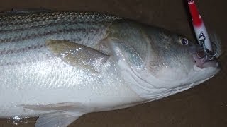 Fishing for Striped Bass with Needlefish Plugs [upl. by Nylodnewg40]