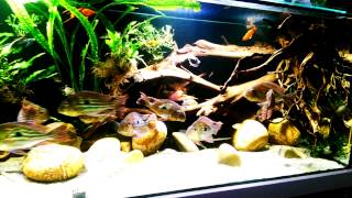 Geophagus Winemilleri in 720 l [upl. by Dutch]