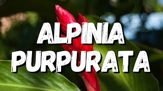 Alpinia Purpurata Um Guia Completo Desta Planta [upl. by Rolfston]