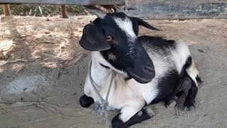 Goat sound 2020 । Best goat sound in the world 2020 [upl. by Damien]