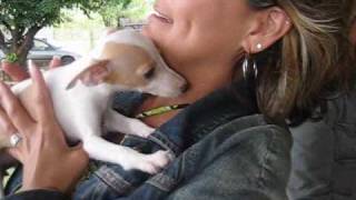 Getting Italian Greyhound Puppy [upl. by Elsbeth942]